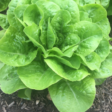 Aunt Mae's Bibb Lettuce, pre 1937 Heirloom, Organic